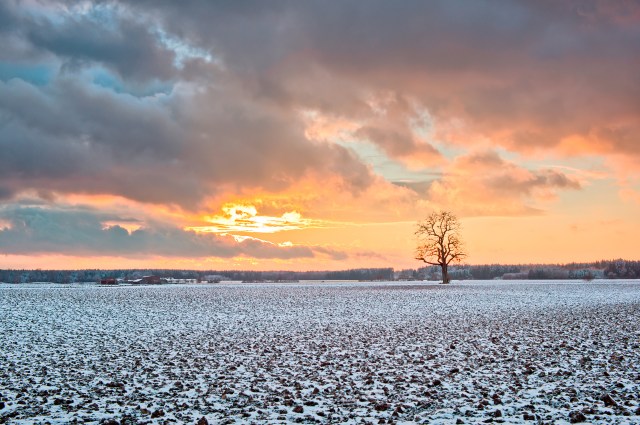 Oak Tree on snowy Fields at Sunset