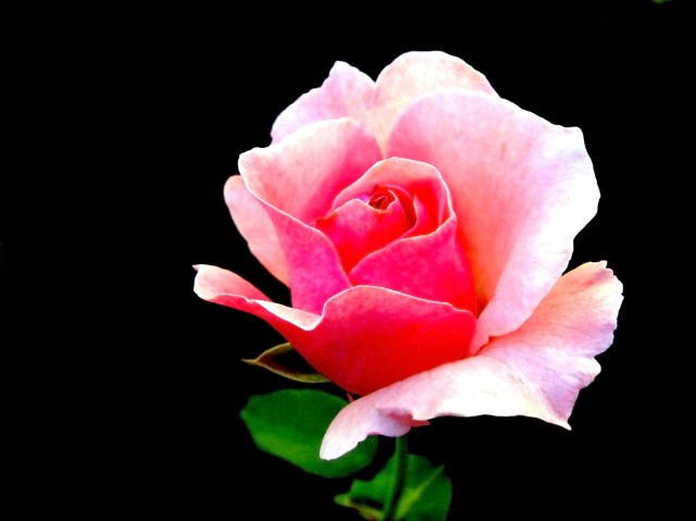 Pink Rose!