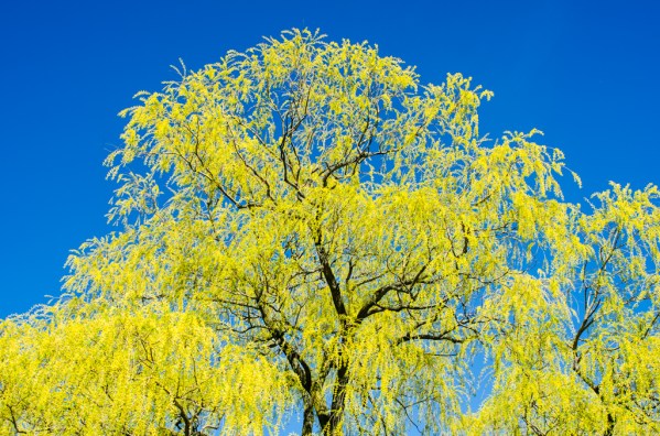 1422057_35148924 arfhasan spring in Toronto!