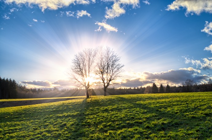 Winter Trees at Sunset