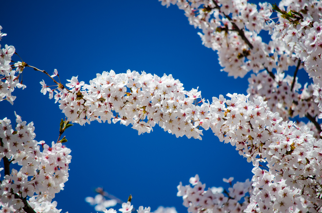 1422037_33878856 arifhasan