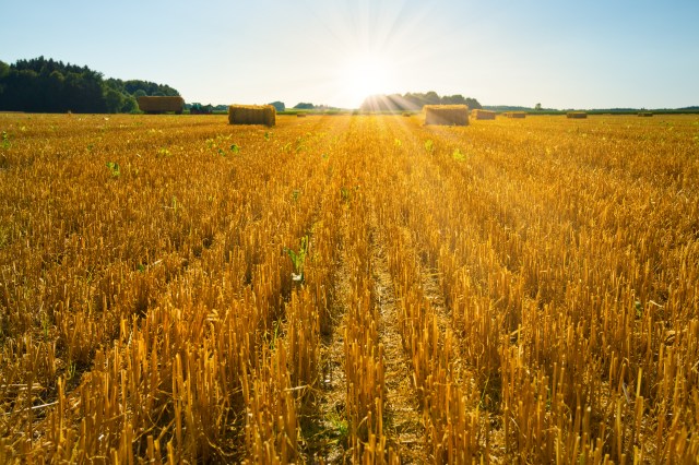 Harvested Field