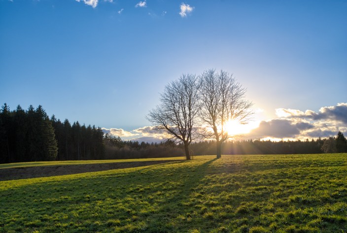 Winter Trees at Sunset
