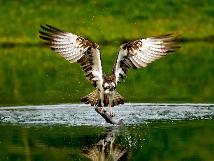 9516701365_0e3aefb2d2_o