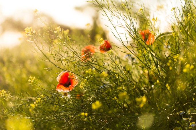 Light, green and red