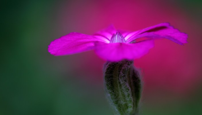 9522175212_2747443795_o