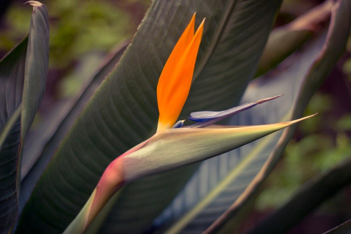 8156409371_7e518e378d_b