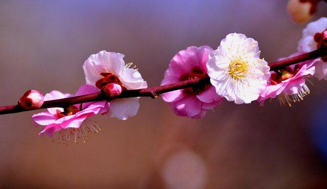 13007992664_2e9ce3dba9_k