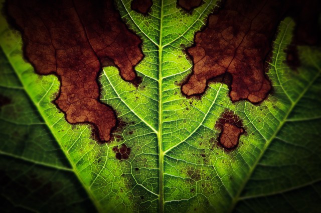 21768668502_d57fd334c7_o (2)