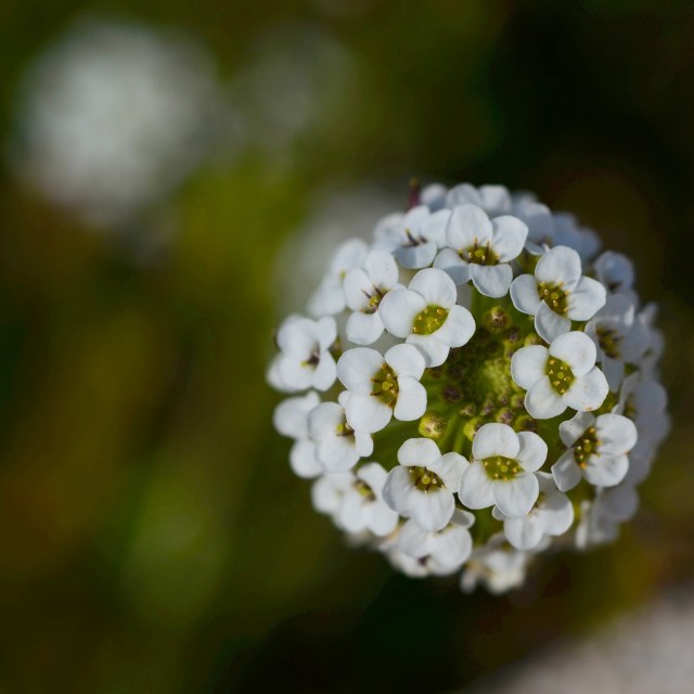 21794469631_c5f81e288a_o (2)